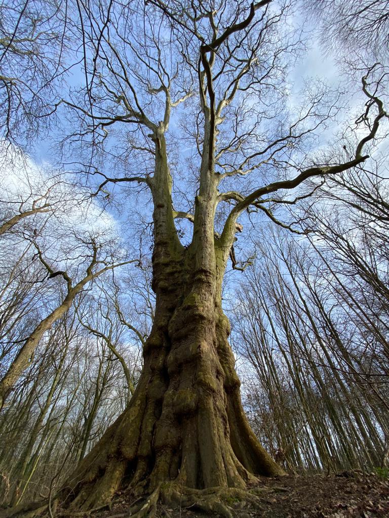 Champion-Tree: Platane in Mühlhausen/Uelzen