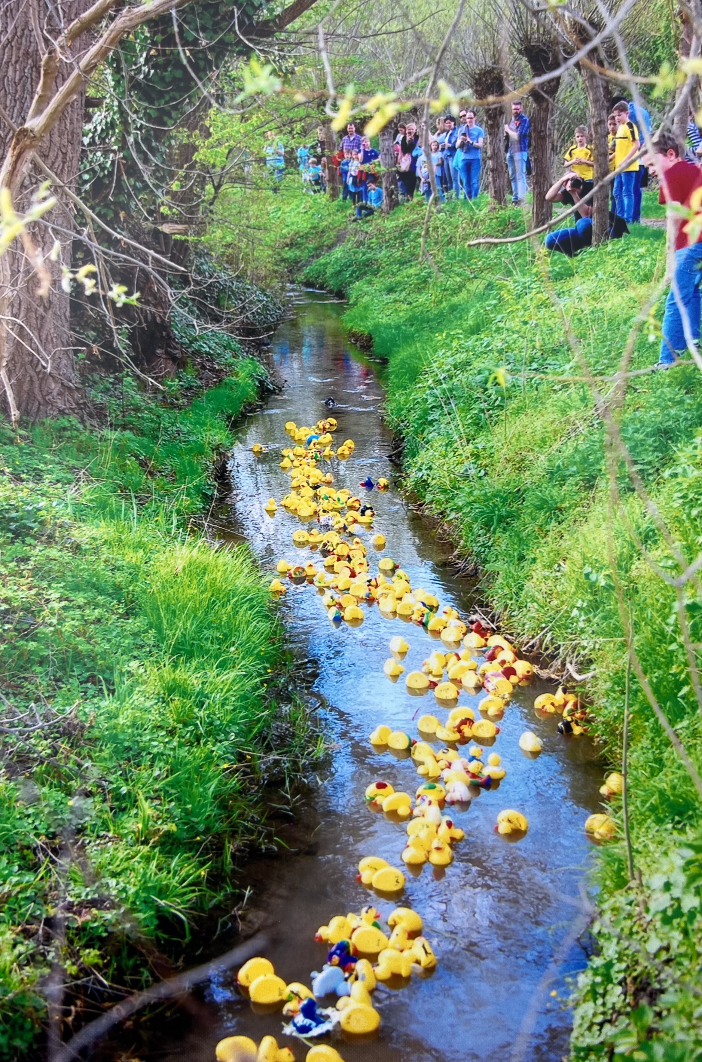 Entenrennen auf dem Mühlbach
